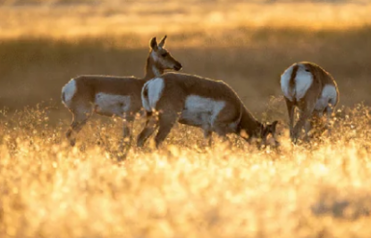 Picture of Arken ZULUS HD 3-12X LRF Night Vision Scope