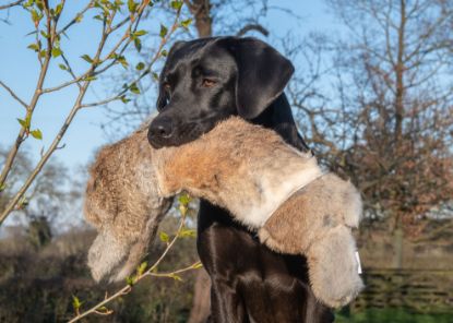 Picture of BG Rabbit Dummy