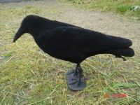 Bisley Flocked Crow Single Decoy