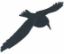 Picture of FLYING CROW DECOY