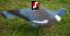 Picture of High Definition East Anglian Pigeon Decoys