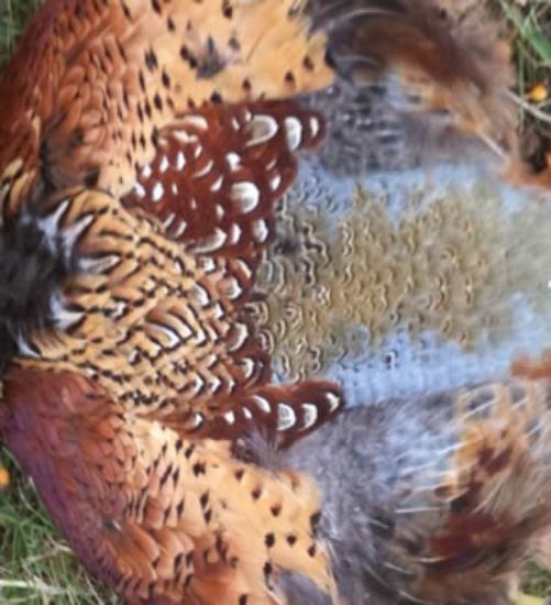 Picture of Pheasant Pelt Skin
