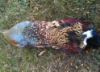 Picture of Pheasant Pelt Skin on a 1lb Canvas Dummy