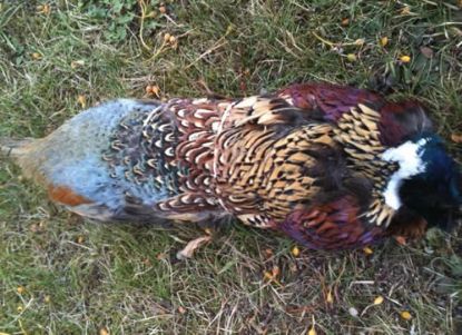 Picture of Pheasant Pelt Skin on a 1lb Canvas Dummy